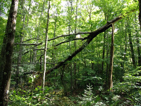 Side view of the large tree along Old Seney that split
		  vertically.