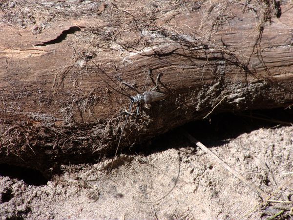 Same large bug with huge antennae, climbing on the
		  recently removed root.