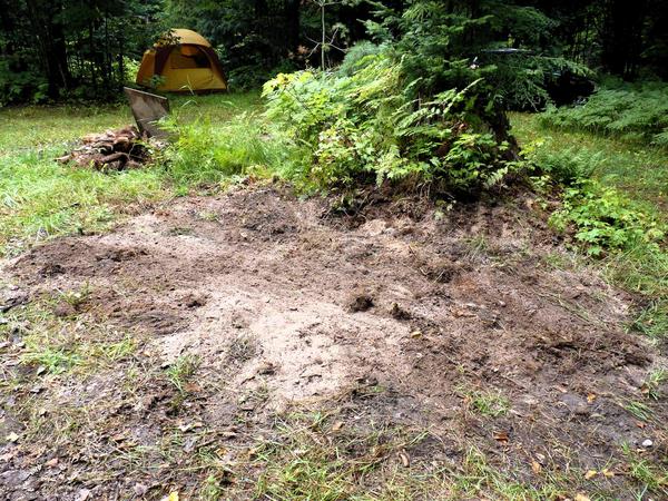 Old stump finally gone.