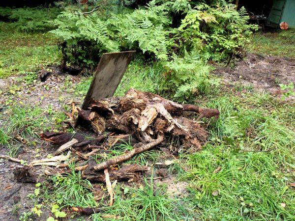 Remaining roots of the old stump that were dug out.