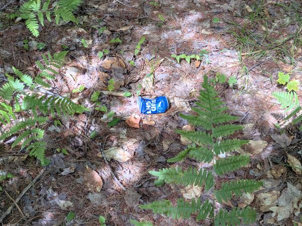 One of many beer cans  abandoned in the woods.