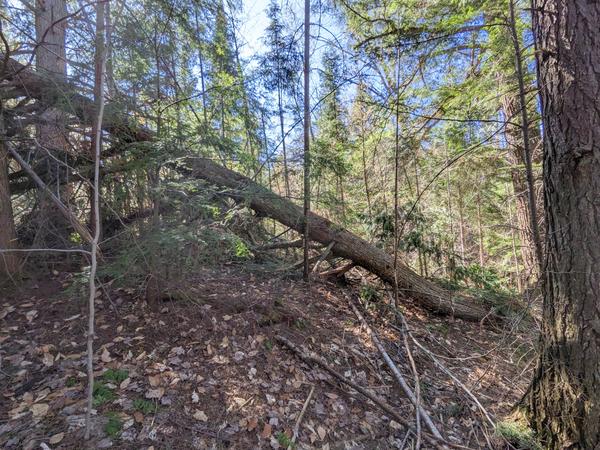 Large tree down near the front of the Cabin. A project for the gentlemen.