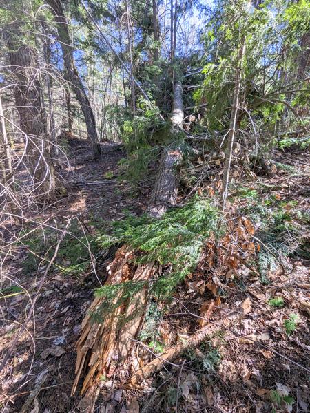 Large tree down near the front of the Cabin. A project for the gentlemen.