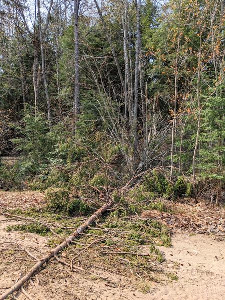 Tree down with the top just on McCloud Grade.