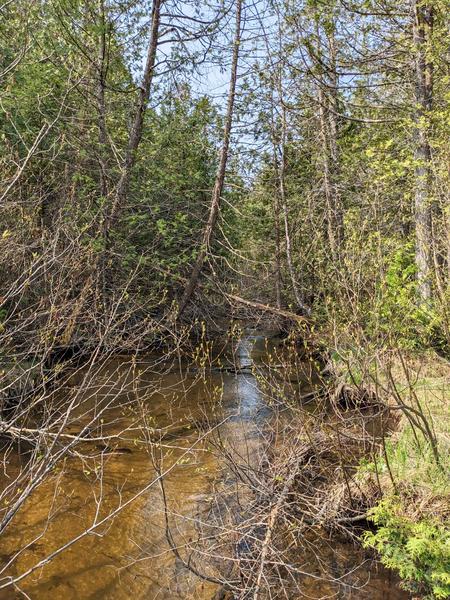 The North Branch of the Two Hearted river.