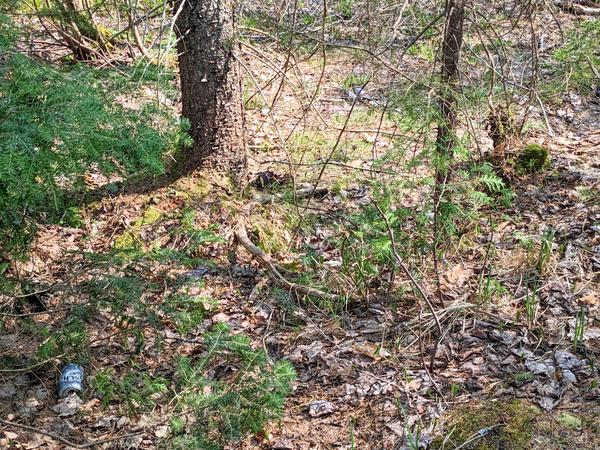 Area around the ruined camp near the North Branch of the Two Hearted river. As always, there are beer cans.