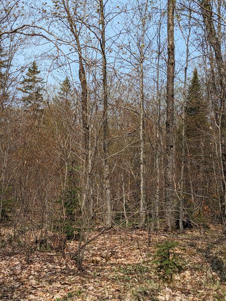 Woods east of  the North Branch of the Two Hearted river.