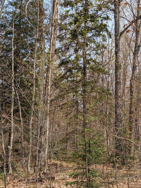 Woods east of  the North Branch of the Two Hearted river.