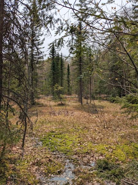 Woods east of  the North Branch of the Two Hearted river.