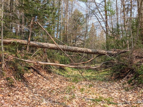 Large tree across a trail on the east of  the North Branch of the Two Hearted river.