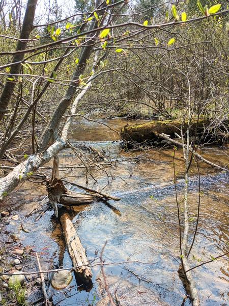 The North Branch of the Two Hearted river.