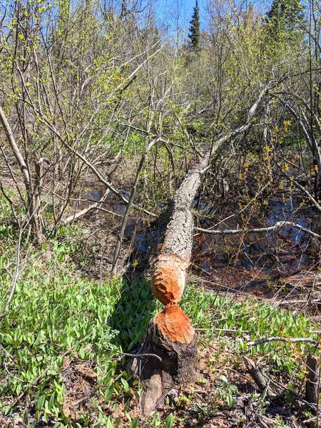 Large tree recently taken down by a beaver along the Sucker River to the east of the Cabin.