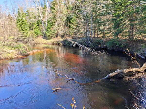 The Sucker River to the east of the Cabin.