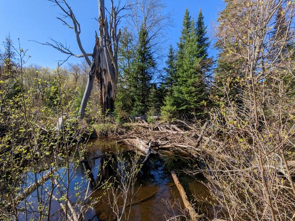 Large dead tree with its top having falling into the Sucker River to the east of the Cabin.