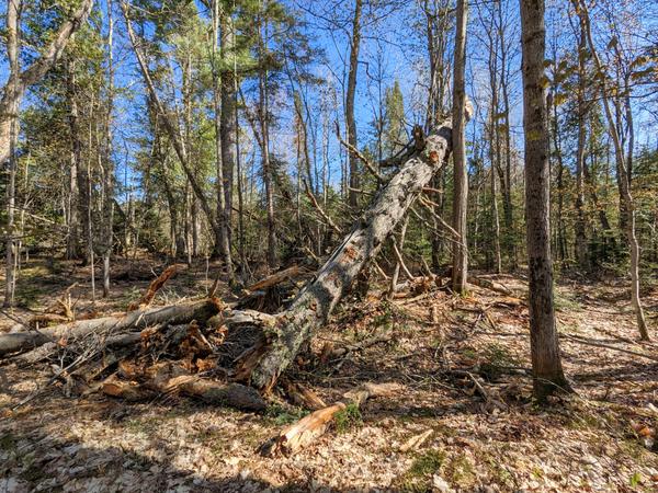 Large fallen tree in the woods between the Sucker river and the Lucky Buck.