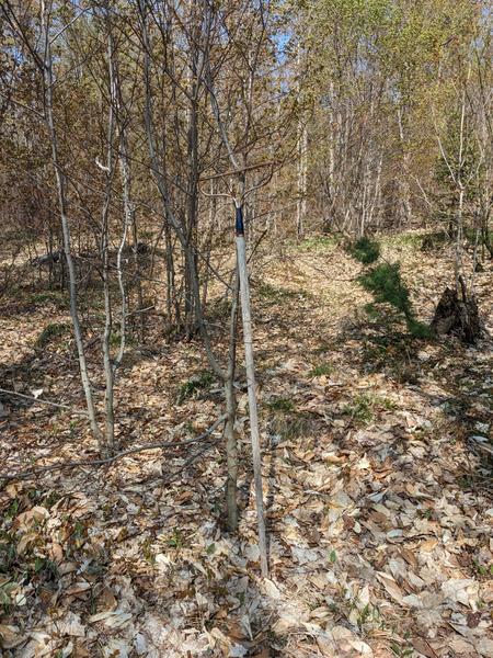 A rake(!) in the woods on the other side of McCloud grade from the Cabin.