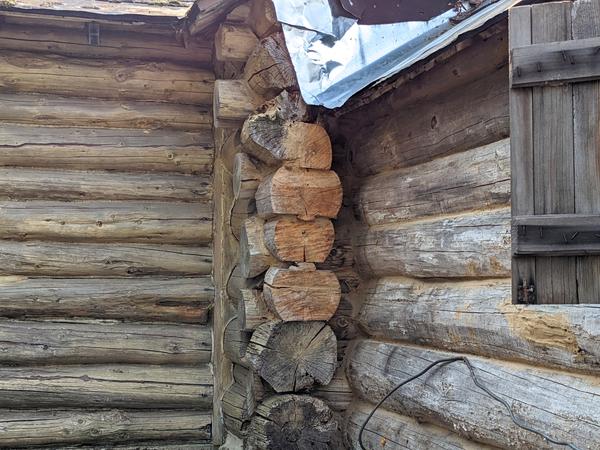 A red squirrel (barely visible) in the corner of the Cabin between the bunk room and the kitchen.