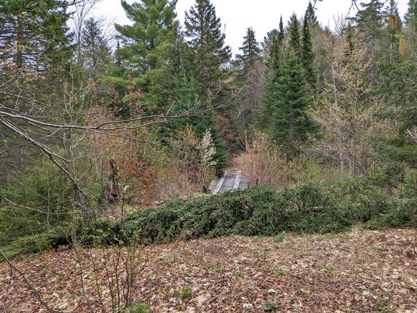 Tree that has recently fallen along the path in front of the bridge across Harvey Creek on the "big loop".