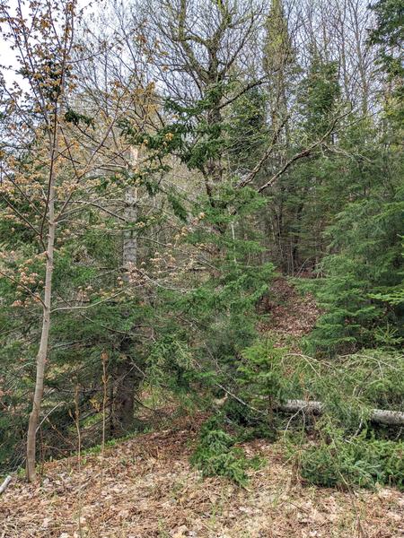 Tree that has recently fallen along the path in front of the bridge across Harvey Creek on the "big loop".