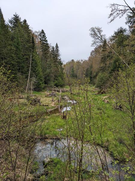 Harvey Creek as seen from the bridge on the "big loop".