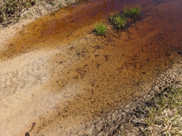 Many tadpoles in the large "lake" blocking the trail to the Barfields Lakes right before turn off.