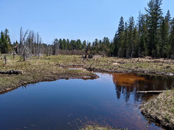 Porter Creek east of the bridge as seen from an old beaver dam.