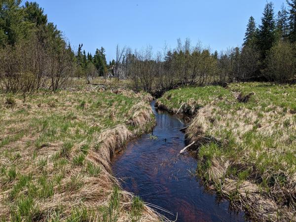 An old beaver damn along Porter Creek east of the bridge.