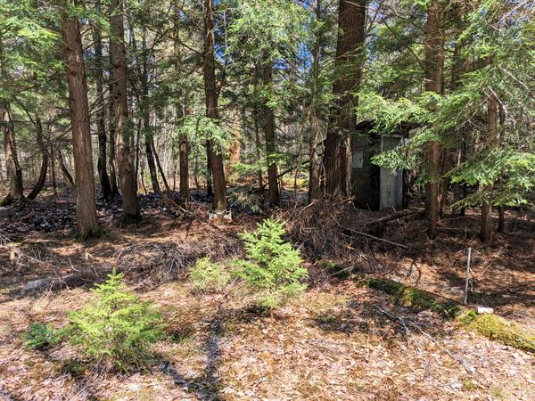 The outhouse (the only standing structure) at the ruined camp site off of McCloud Grade.