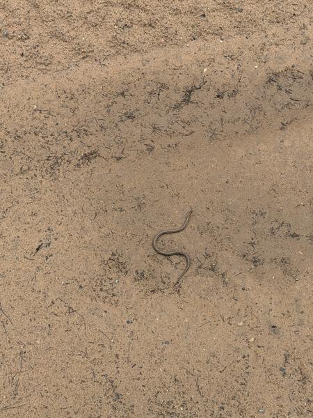 Snake along McCloud Grade.