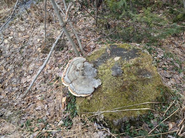 Shelf mushroom on stump along McCloud Grade.