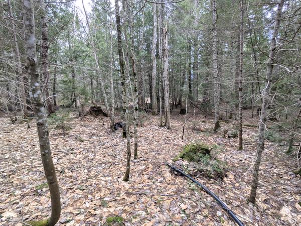 Remains on the site of Kalamzoo camp.