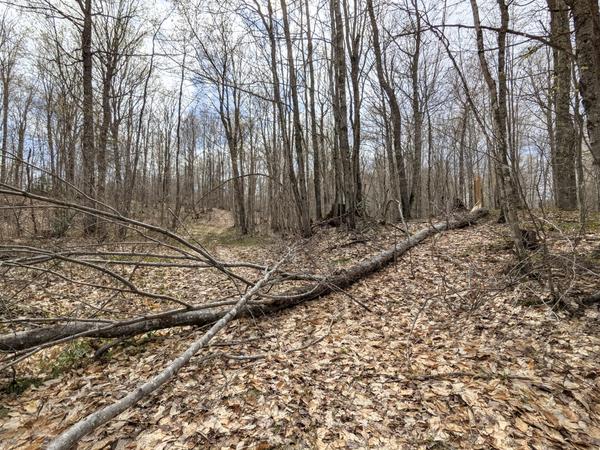 One of many downed trees blocking an old logging road.