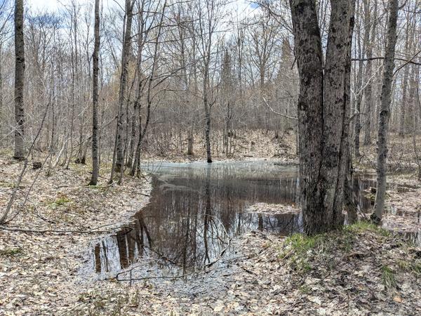One of many flooded parts of an old logging road.