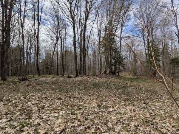View from the chair in the woods.