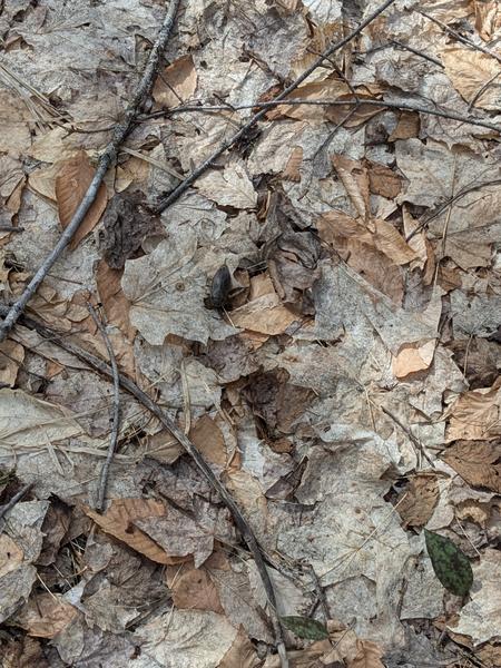 Large bug in the woods.