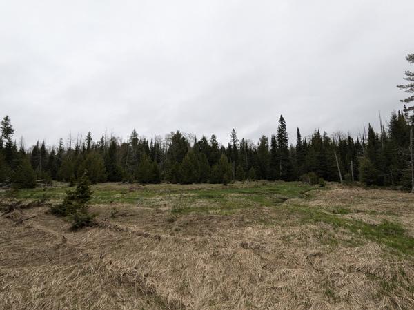 Marshy expanse in the woods.