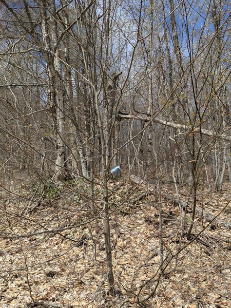 Beer can in the woods.
