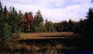 Tree lined field