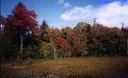 Trees and field