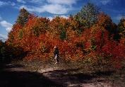 Me and my bike with some great trees