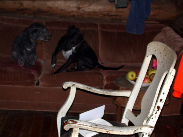 Finnegan and Dog playing on the couch.